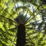 Tree_fern