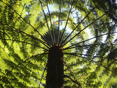 Tree_fern